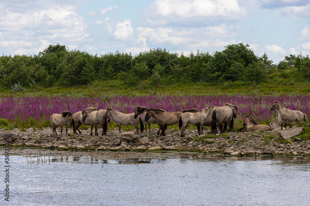Wild Konik horses and Galloway cattle cooling down alongside the border river Meuse between the Netherlands and Belgium. The purple catnip is in full bloom. Wild Konik horses and Galloway cattle cooling down alongside the border river Meuse between the Netherlands and Belgium. The purple catnip is in full bloom.