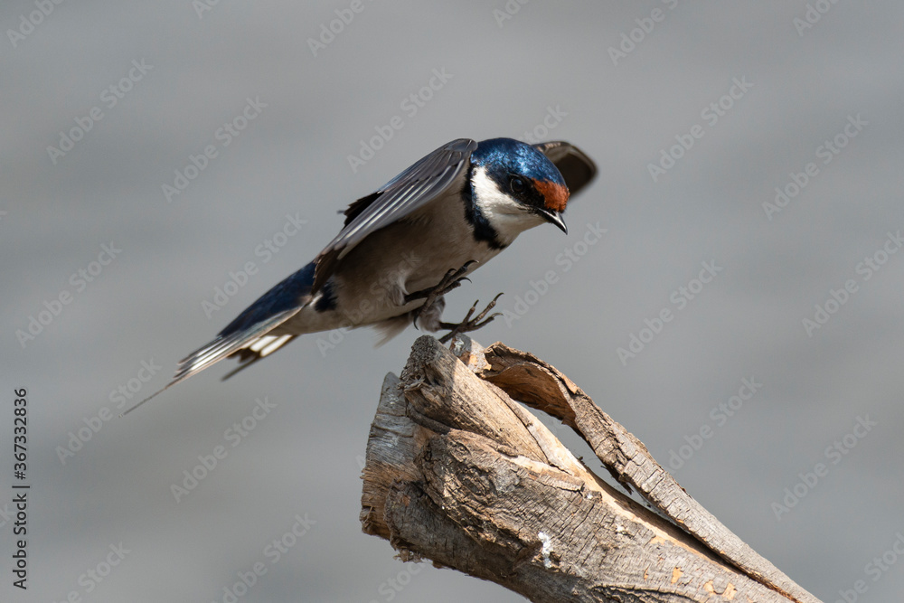 Obraz premium Hirondelle à gorge blanche,.Hirundo albigularis, White throated Swallow