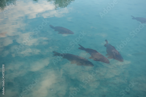 fish swimming in a lake