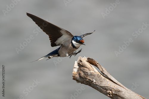 Hirondelle à gorge blanche,.Hirundo albigularis, White throated Swallow