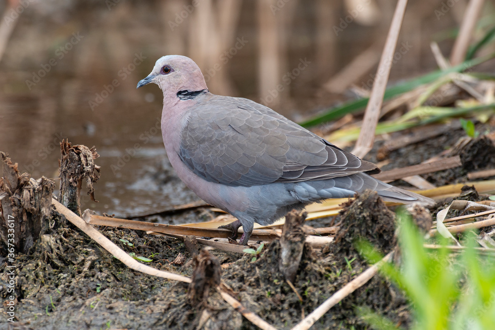 Fototapeta premium Foulque caronculée, .Fulica cristata, Red knobbed Coot