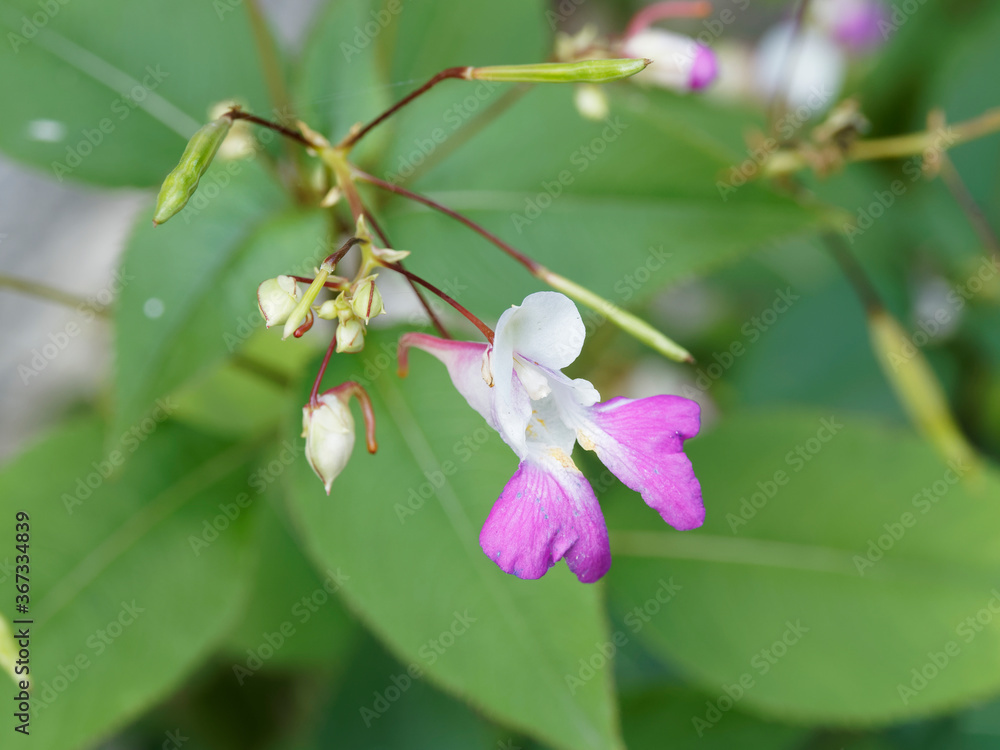 Gros plan sur Impatiens balfourii ou impatiente de Balfour ou Balsamine décorative aux pétales supérieures en forme de casque blanc et inférieur en forme d'éperon rose Gros plan sur Impatiens balfourii ou impatiente de Balfour ou Balsamine décorative aux pétales supérieures en forme de casque blanc et inférieur en forme d'éperon rose