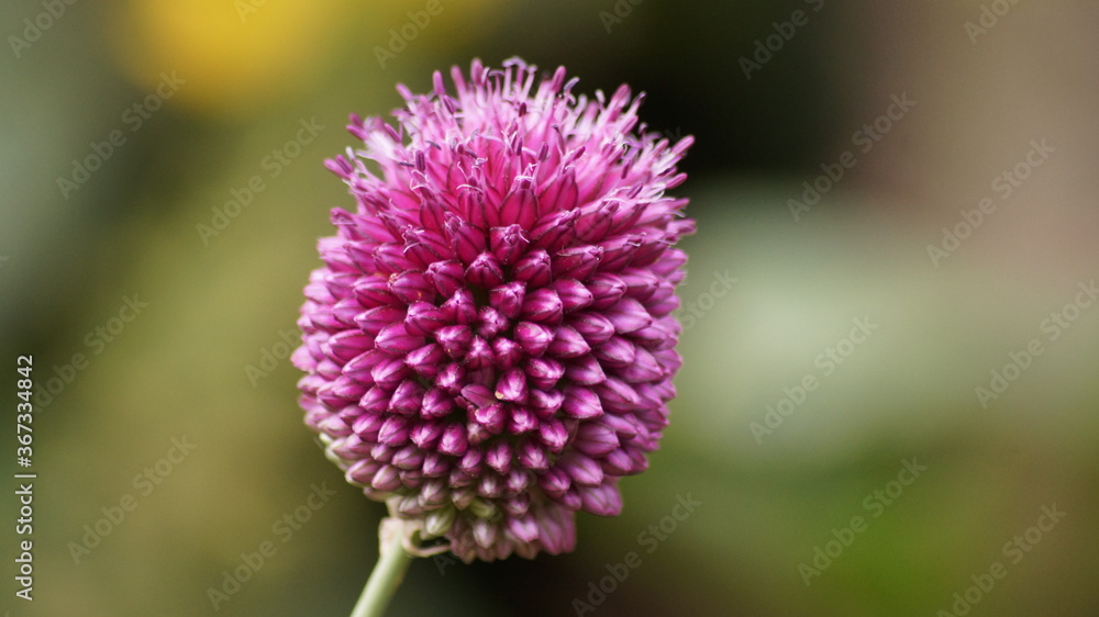Allium Rotundum purple flower close up Allium Rotundum purple flower close up