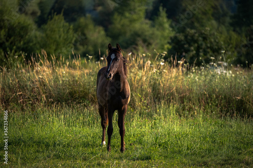 Portrait of a brown horse in spring, summer season. Horse In Field, Brown foal. © Antonios