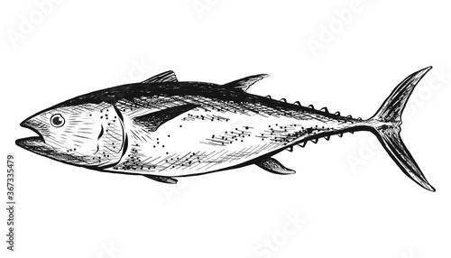 Vector hand drawn salmon fish. Isolated on white background.