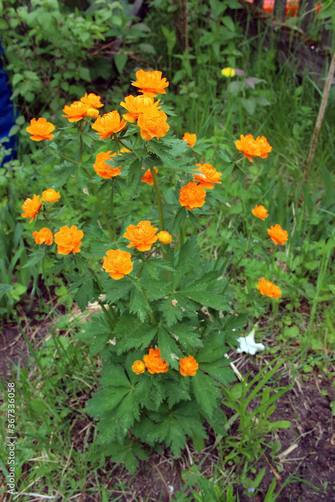 A bush of bright orange flowers in summer in the garden.