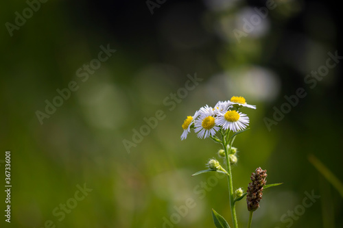 Daisy chamomile flower isolated with bokeh background. © HafizMustapha