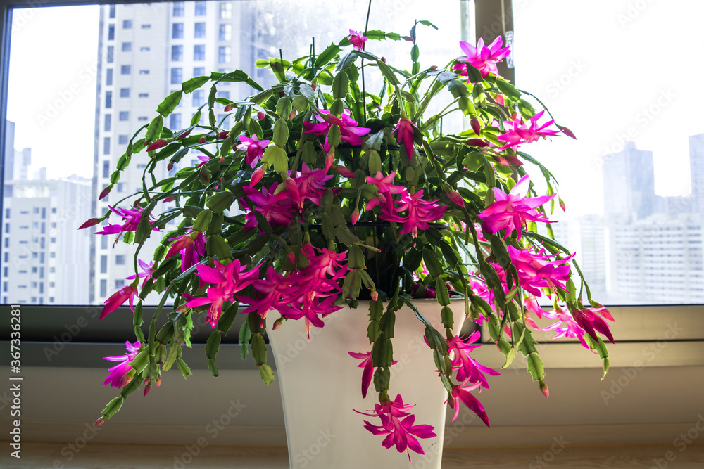 Beautiful red and pink blossoming Schlumbergera christmas cactus flower.