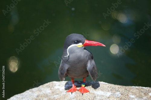 The Inca tern Larosterna inca is a tern in the family Laridae. It is the only member of the genus Larosterna.nnThis uniquely plumaged bird breeds on the coasts of Peru and Chile, and is restricted to  photo