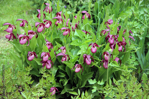 Violet Showy Lady s-slipper flowers on green natural background.
