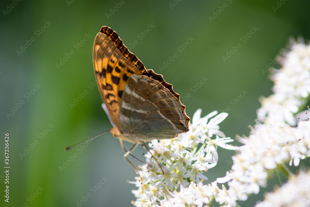 Beautiful summer butterflies on flowers and leaves Beautiful summer butterflies on flowers and leaves