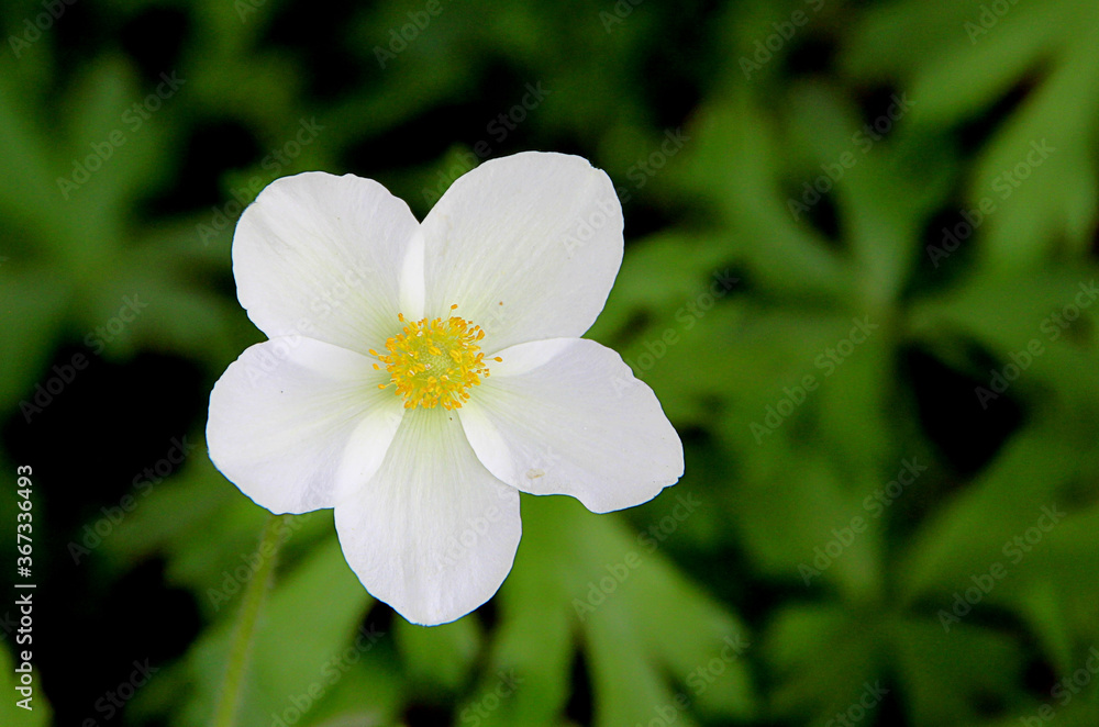 Top view on a beautiful gentle flower with white transparent petals and light yellow stamens. Top view on a beautiful gentle flower with white transparent petals and light yellow stamens.