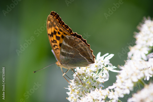 Beautiful summer butterflies on flowers and leaves