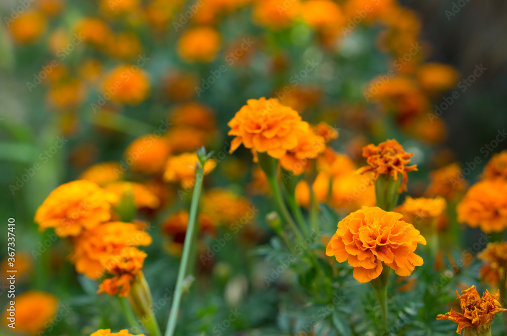 Beautiful bush of flowers growing in the garden. Yellow and orange flowers. Beautiful bush of flowers growing in the garden. Yellow and orange flowers.