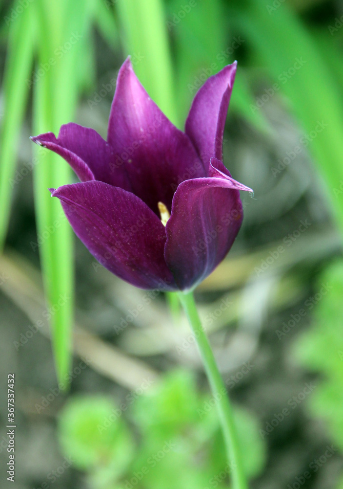 Dark purple opened bud with goldish stamens closeup. Dark purple opened bud with goldish stamens closeup.
