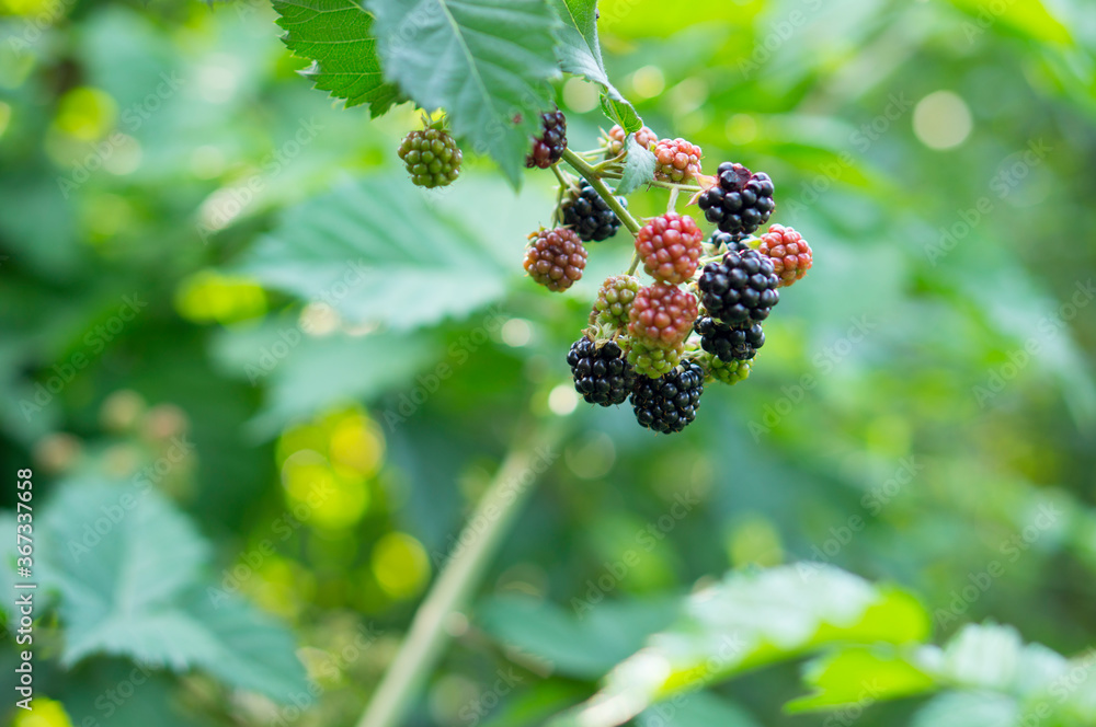 Blackberry ripening, the blackberry bush on the farm produces a harvest. Blackberry ripening, the blackberry bush on the farm produces a harvest.