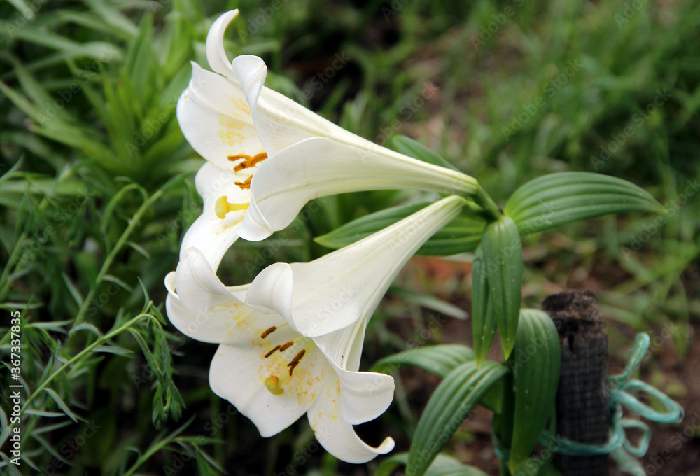 Two inclined buds of white gladiolus with yellow and brown stamens. Closeup image. Two inclined buds of white gladiolus with yellow and brown stamens. Closeup image.