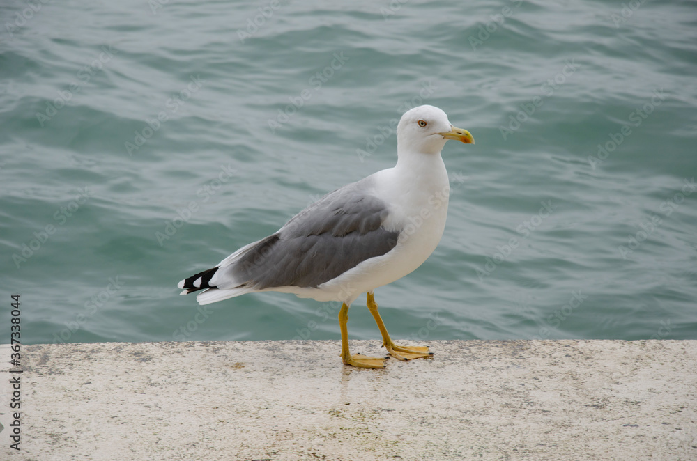 Seagull fauna bird closeup photography Seagull fauna bird closeup photography
