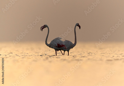 Greater Flamingos during sunrise at  Asker coast  Bahrain