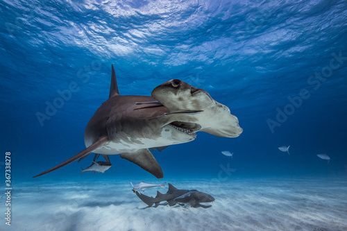 Fotografie, Obraz Great hammerhead shark in caribbean sea