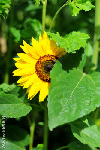 Sonnenblume