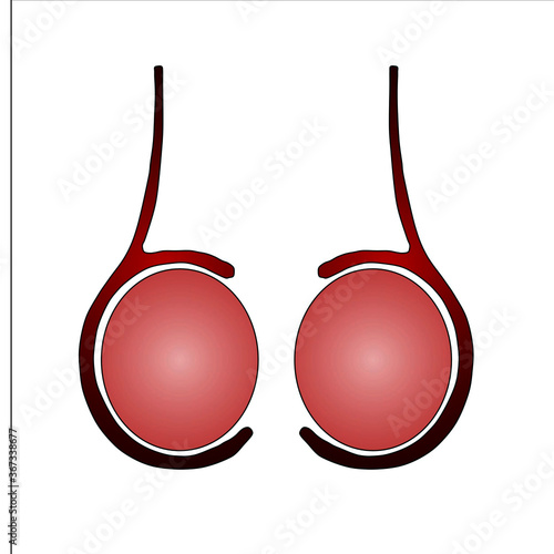 Testicles color icon. Testis. Male reproductive organ. Isolated vector illustration.