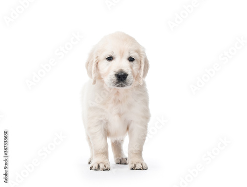 Golden retriever puppy standing isolated