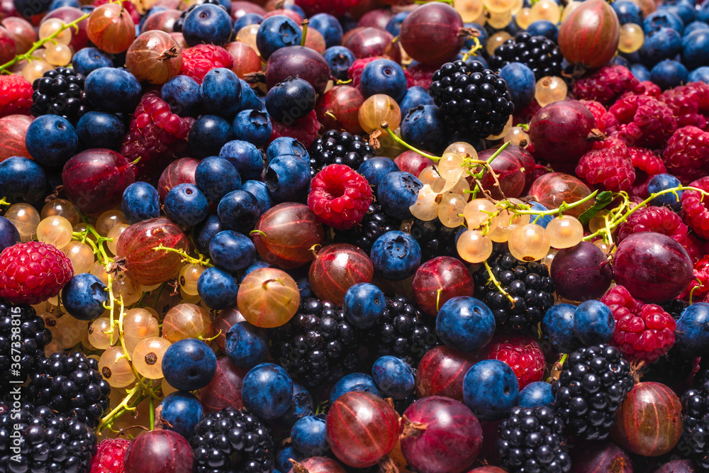 Gooseberries, blueberries, mulberry, raspberries, white and red currants. Gooseberries, blueberries, mulberry, raspberries, white and red currants.