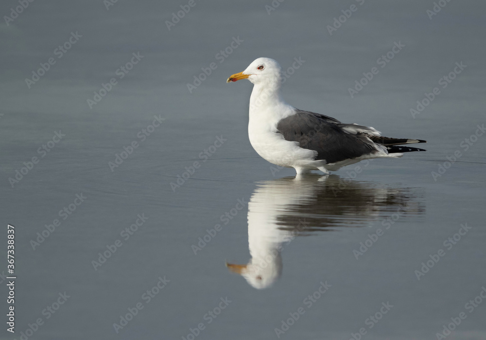 Great Black-backed Gull and reflection on water, Bahrain Great Black-backed Gull and reflection on water, Bahrain