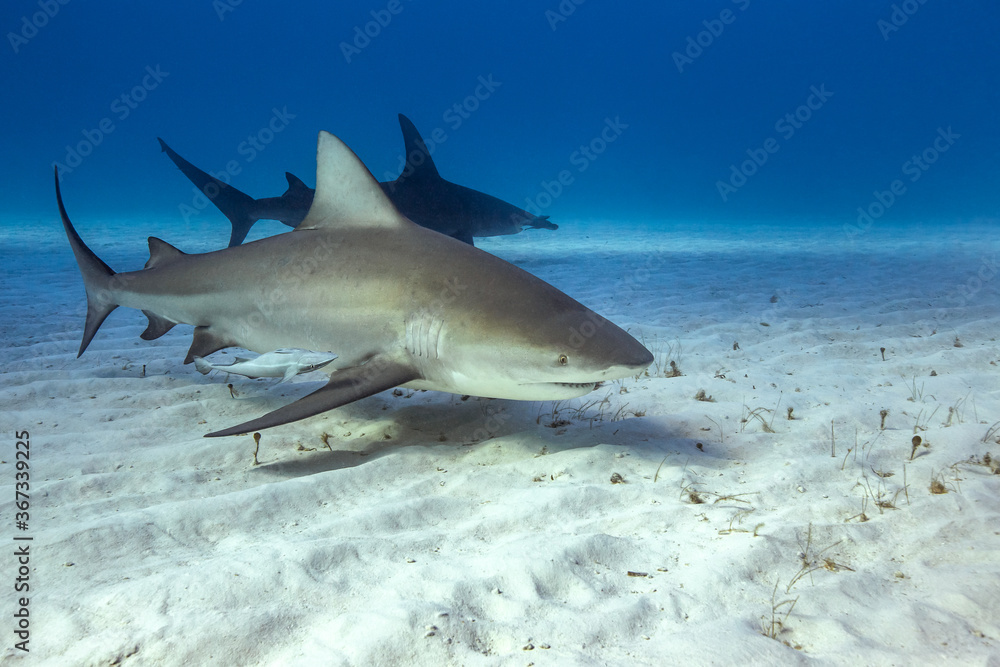 Fototapeta premium Bull shark in caribbean sea