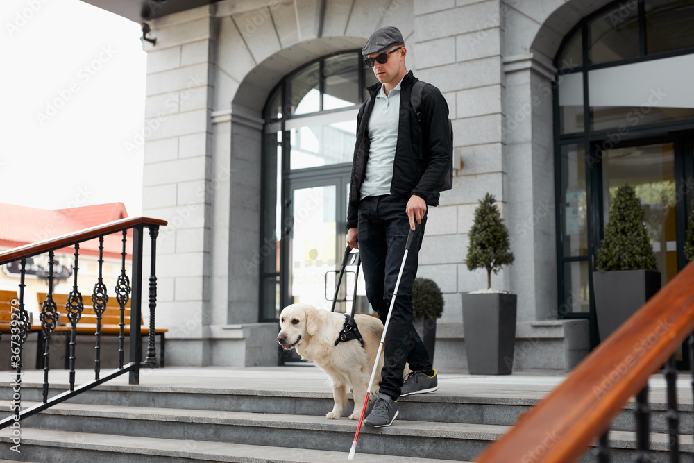 Dog walking down stairs cheap