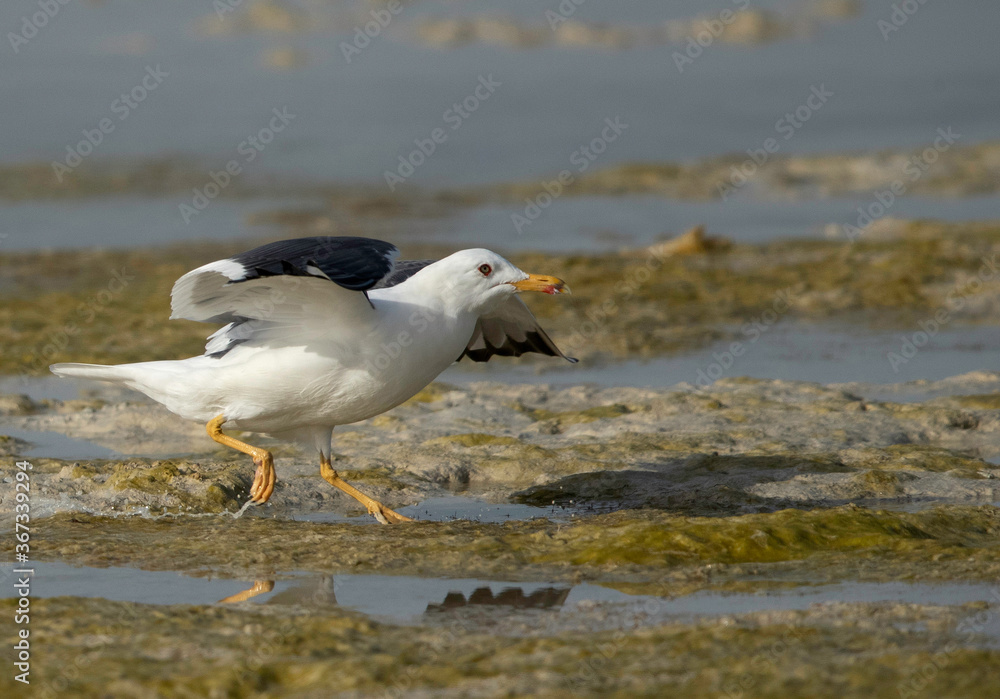 Great Black-backed Gull at Busaiteen coast, Bahrain Great Black-backed Gull at Busaiteen coast, Bahrain