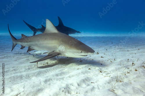 Bull shark in caribbean sea