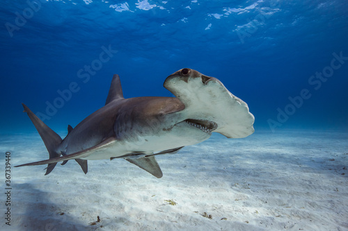 Great hammerhead shark in caribbean sea