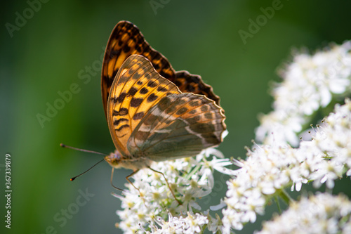 Beautiful summer butterflies on flowers and leaves