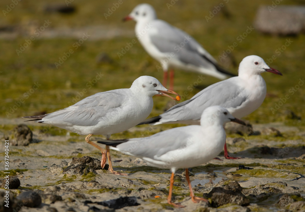 Black-headed gulls at Busaiteen coast, Bahrain Black-headed gulls at Busaiteen coast, Bahrain