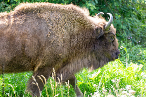 Wisenten or European bisons in naturepark Lelystad in the Netherlands. There are about 3000 European bisons after they almost became extinct. In 2020 they will appear in England too. photo