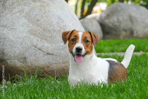 Happy terrier puppy outdoors in park