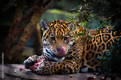 Plakat Jaguar having diner
