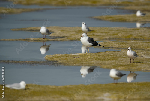 Great Black-backed Gull and black-headed gulls during low tide at Busaiteen coast, Bahrain