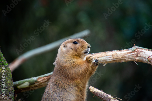 Plakat Prairie dog