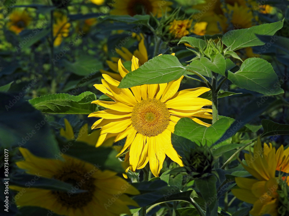 Obraz premium a plant with a yellow inflorescence called sunflower, which is part of flower meadows in the city of Białystok in Podlasie in Poland