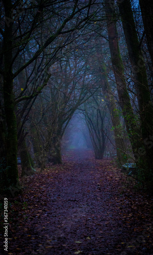 Plakat Forest Path