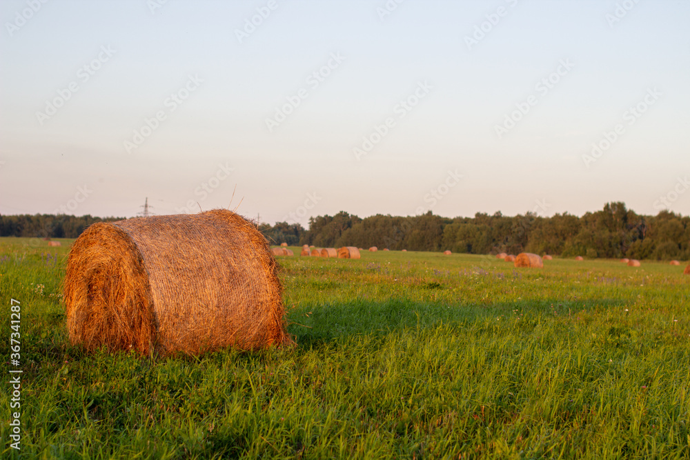Round bale of yellow hay in the field. Harvesting hay for the household
