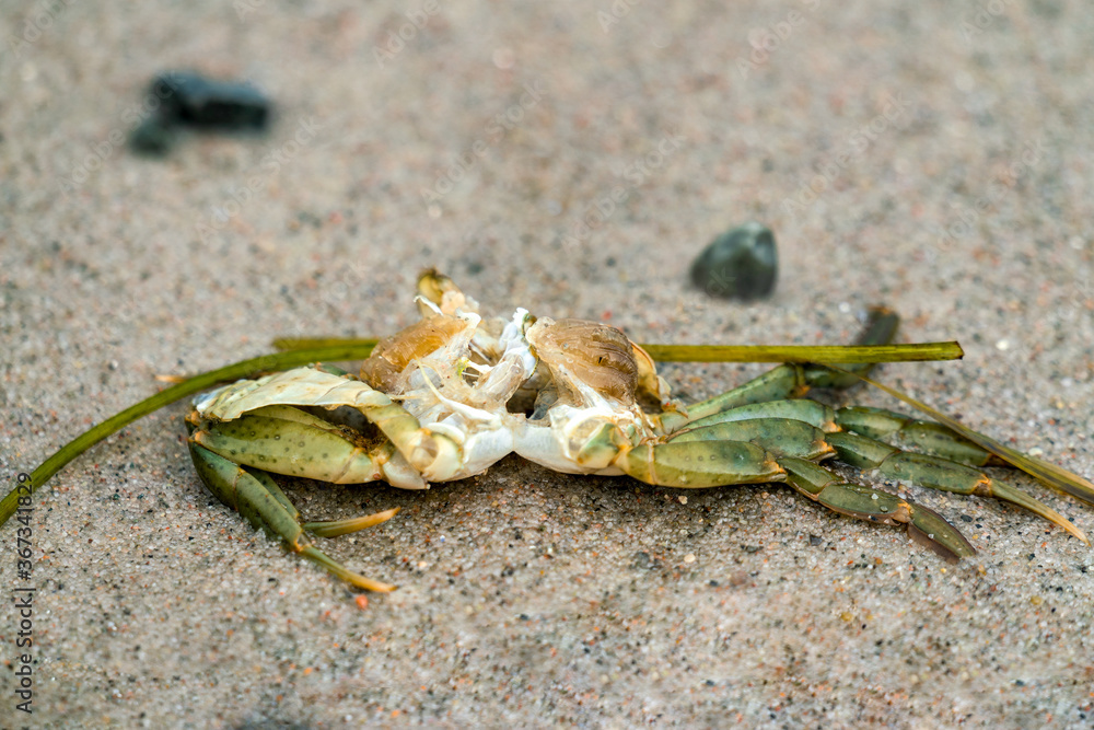 A dead green crab on the beach