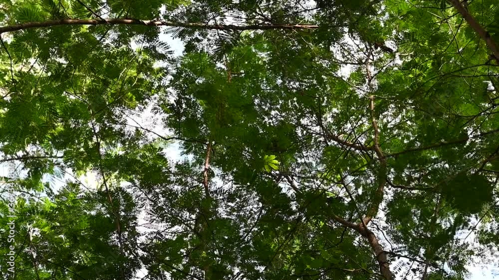 movement of Green leaves in the wind movement of Green leaves in the wind