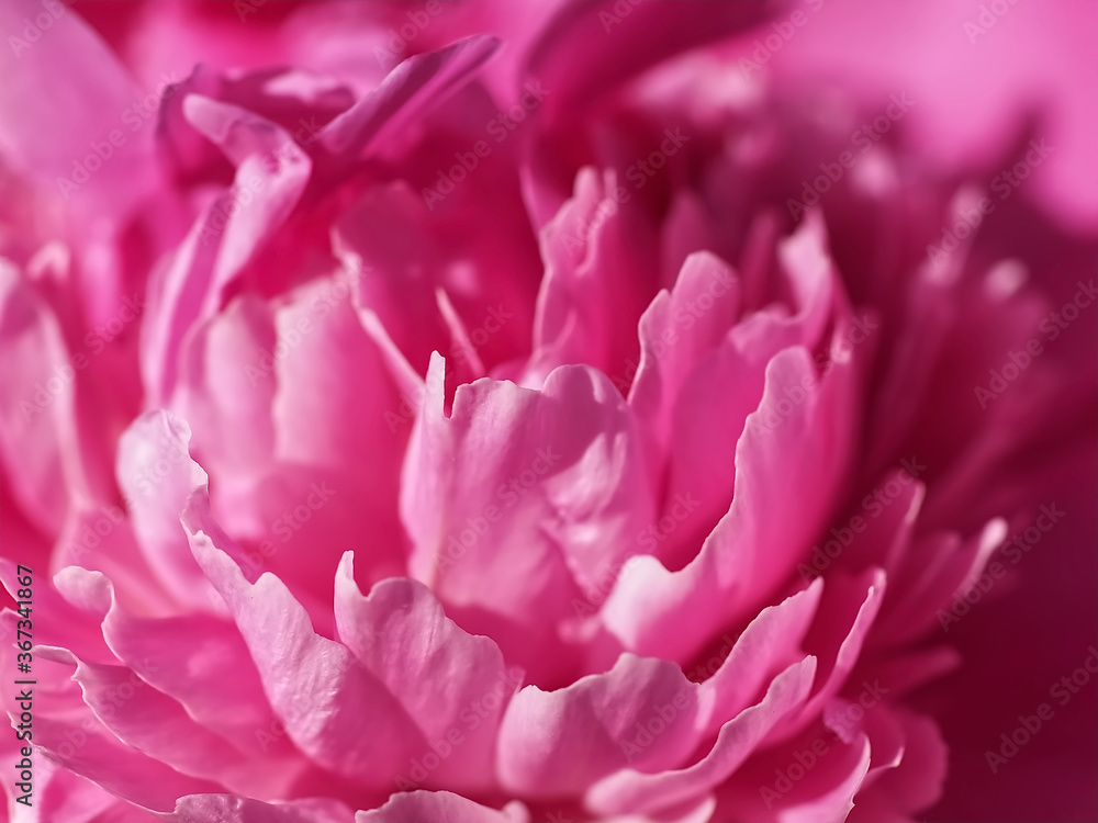 Beautiful macro of a pink peony flower