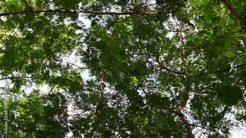 movement of Green leaves in the wind 