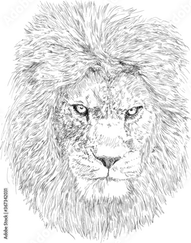 Hand drawn lion head 