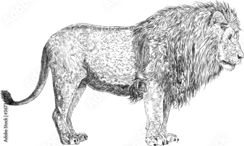 hand drawn vector illustration of a lion